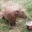 capybara bagual