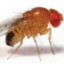 Drosophila Melanogaster