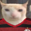 Gatinho Flamenguista