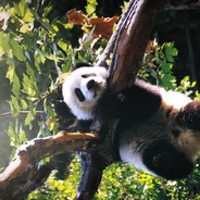 密西西比河上的小青蛙