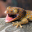 shady gecko