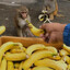 zookeeper
