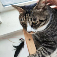 今日凌波明日香