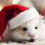CEO HAMSTER