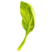 Щавель avatar