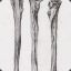 Ulna