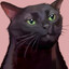 Miao do pix