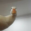 just some random duck