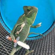 ChameleJohn
