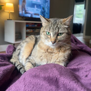 Saucyy