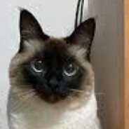 我是个菜鸡别打我