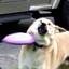 Dog Hit Frisbee