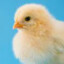 peep!peep!