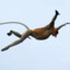 Graceful Proboscis Monkey