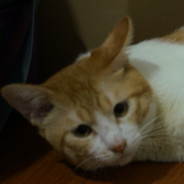 网络正在重新连接