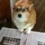 what newspaper dog