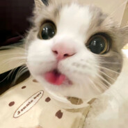 我洗完澡拿猫擦脚