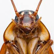 Cockroach avatar