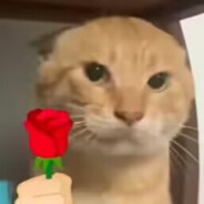 可爱圆头耄耋2号