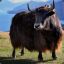 Yak with internet access
