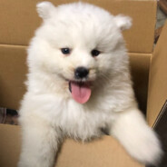 超级无敌霹雳暴龙战神