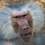 BABOON