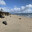 Monk Seal