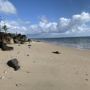 Monk Seal