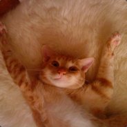 alpacasimo