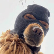 钟.摩拉克斯.离