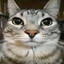 BouH @bandit