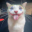 Cuidado_con_el_gato