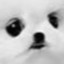arpyhodruhyaccnacsgo