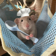 Aaaa长期在线训狗