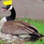 Gruntled Goose