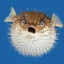 RoundCreature