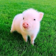 赢的都吃猪大大