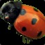 LadyPug