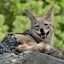 jackal_jack