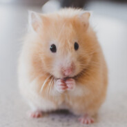 Hamster