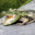Frogator