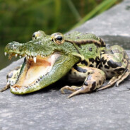 Frogator