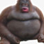 obese orangutan