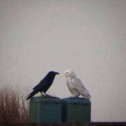 не говори пахан