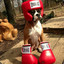 Boxer