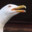 ConfusedSeagull 