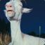 goatseducer