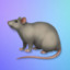 rat