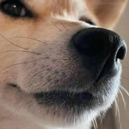 古希腊掌管草履虫的神