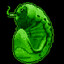 Green grub
